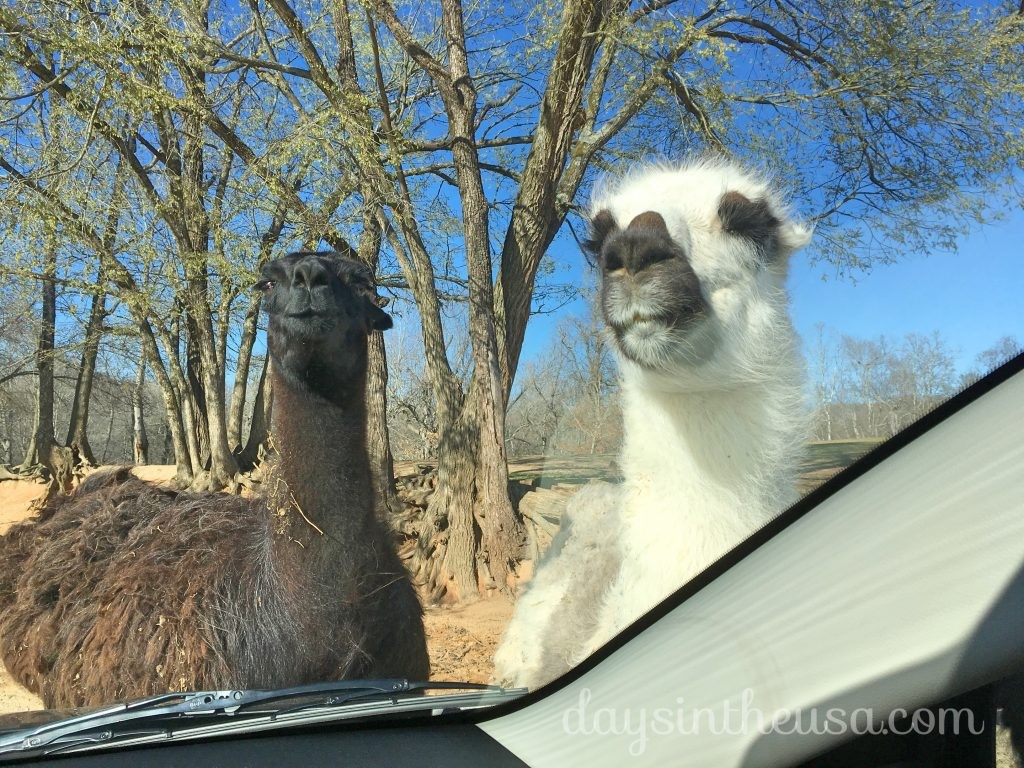 素朴すぎる動物園 Lazy 5 Ranch が予想以上に楽しかった件 Days In The U S A